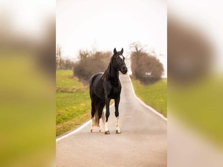 Holsteiner Jument 4 Ans 163 cm Gris noir in Fuldatal