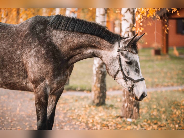 Holsteiner Jument 4 Ans 163 cm Gris pommelé in Dahme