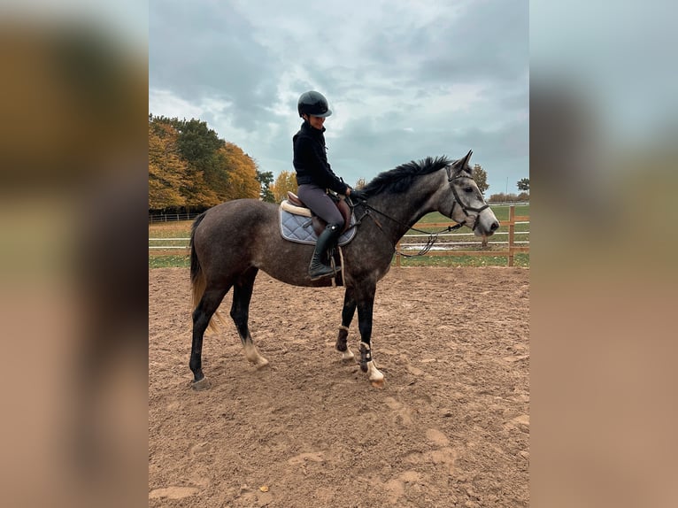 Holsteiner Jument 4 Ans 163 cm Gris pommelé in Dahme