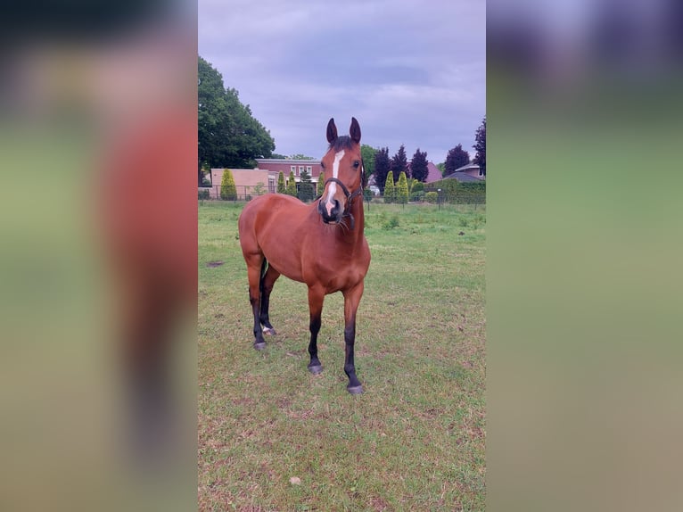 Holsteiner Jument 4 Ans 164 cm Bai in Venray
