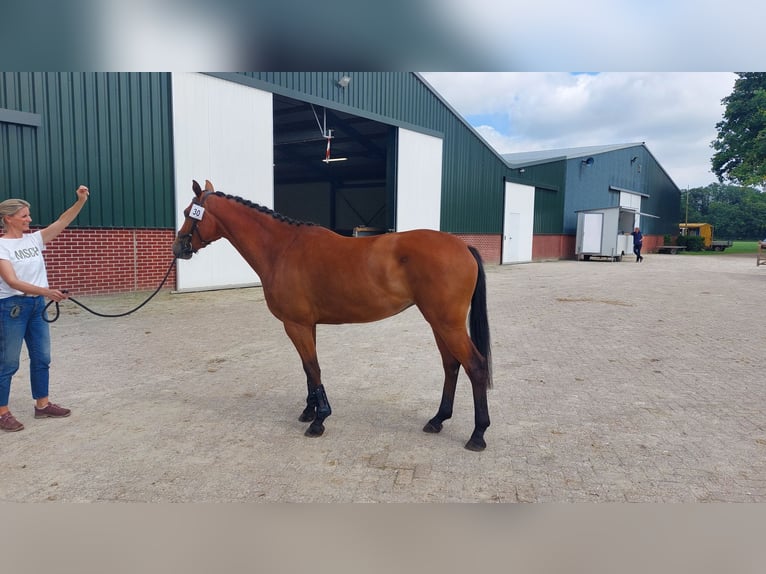 Holsteiner Jument 4 Ans 164 cm Bai in Venray