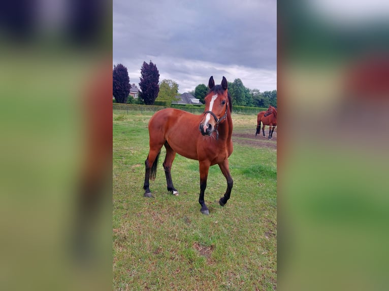 Holsteiner Jument 4 Ans 164 cm Bai in Venray