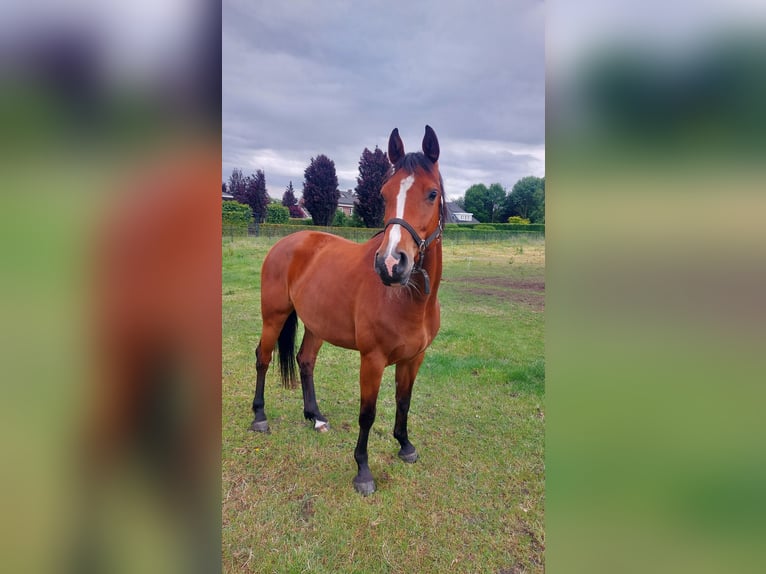Holsteiner Jument 4 Ans 164 cm Bai in Venray
