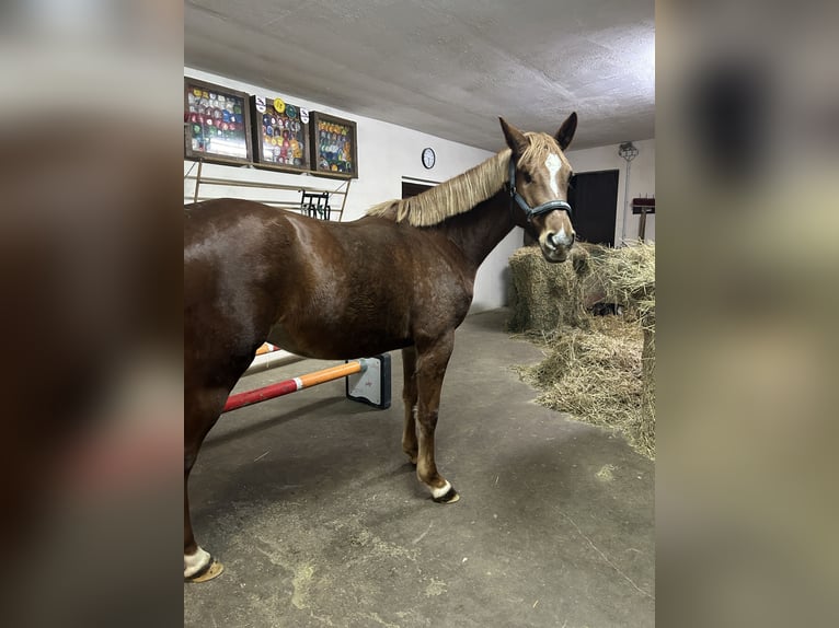 Holsteiner Jument 4 Ans 165 cm Alezan in Muldestausee