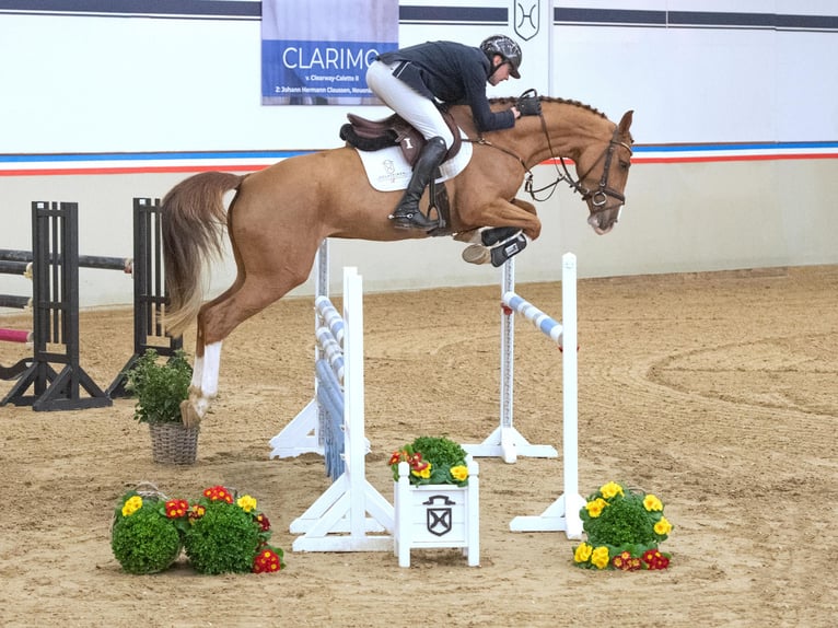 Holsteiner Jument 4 Ans 165 cm Alezan in Elmshorn