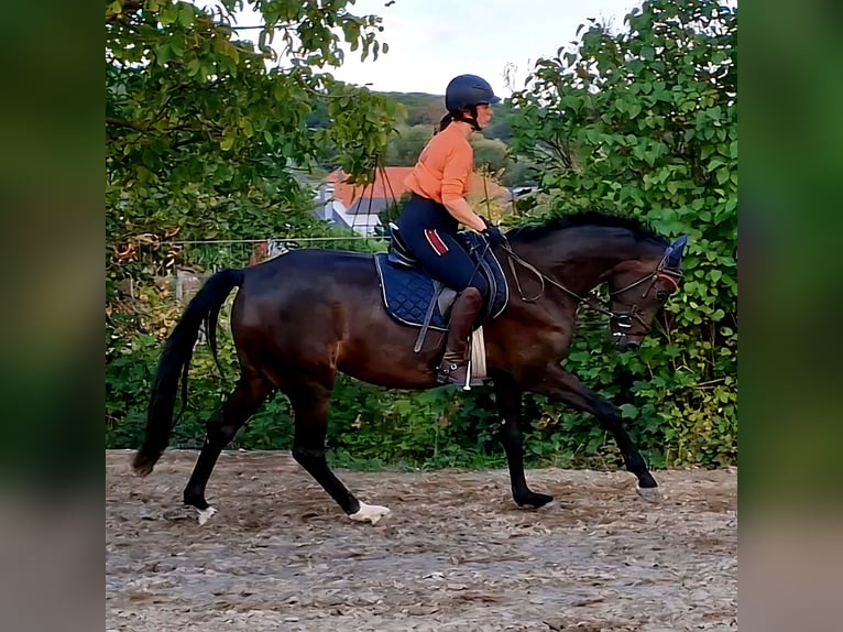 Holsteiner Jument 4 Ans 165 cm Bai brun foncé in Wachtberg