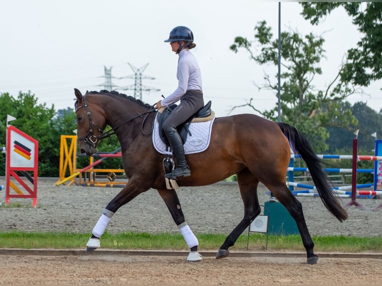 Holsteiner Jument 4 Ans 165 cm Bai in Süderdorf