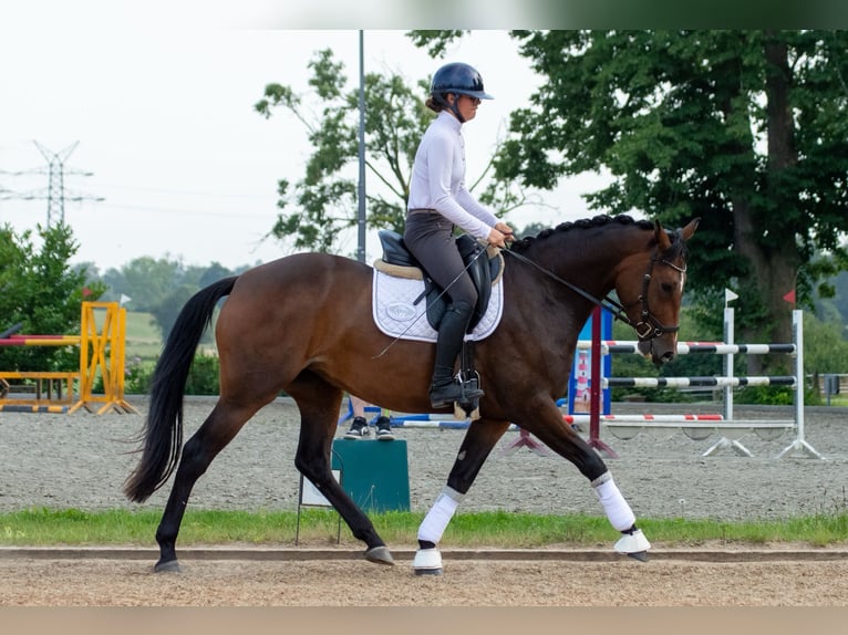 Holsteiner Jument 4 Ans 165 cm Bai in Süderdorf