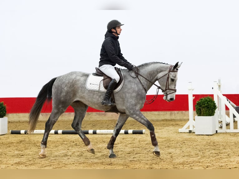 Holsteiner Jument 4 Ans 165 cm Gris in Waddinxveen