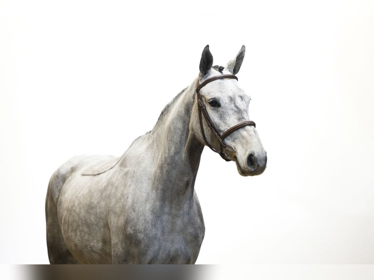 Holsteiner Jument 4 Ans 165 cm Gris in Waddinxveen