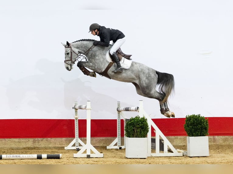 Holsteiner Jument 4 Ans 165 cm Gris in Waddinxveen