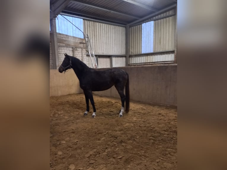 Holsteiner Jument 4 Ans 166 cm Bai brun in Nusse