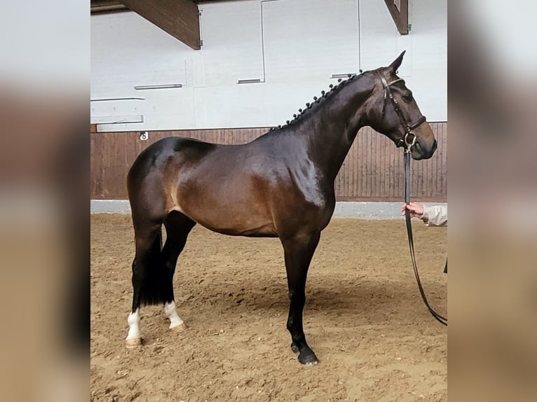 Holsteiner Jument 4 Ans 166 cm Bai brun in Bokel