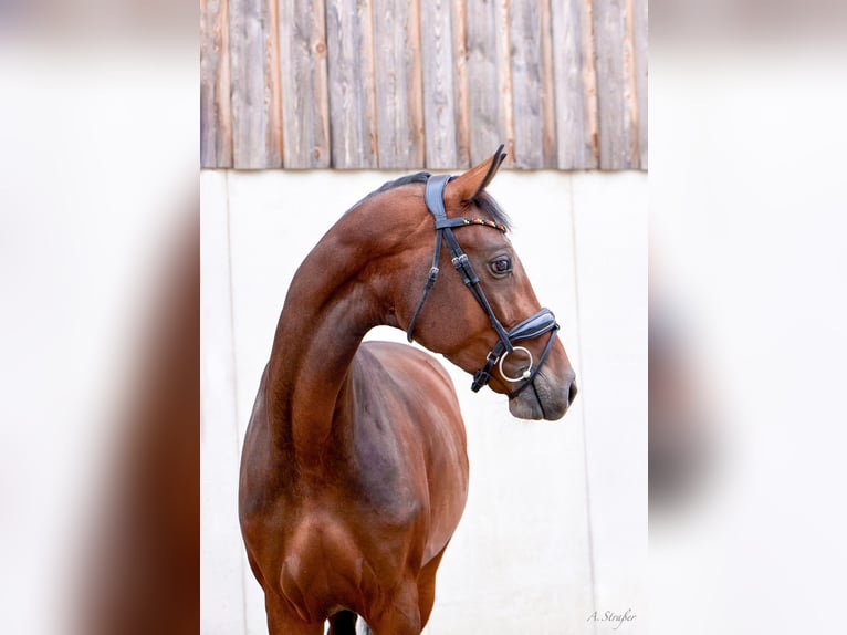 Holsteiner Jument 4 Ans 166 cm Bai brun in St Georgen bei Salzburg