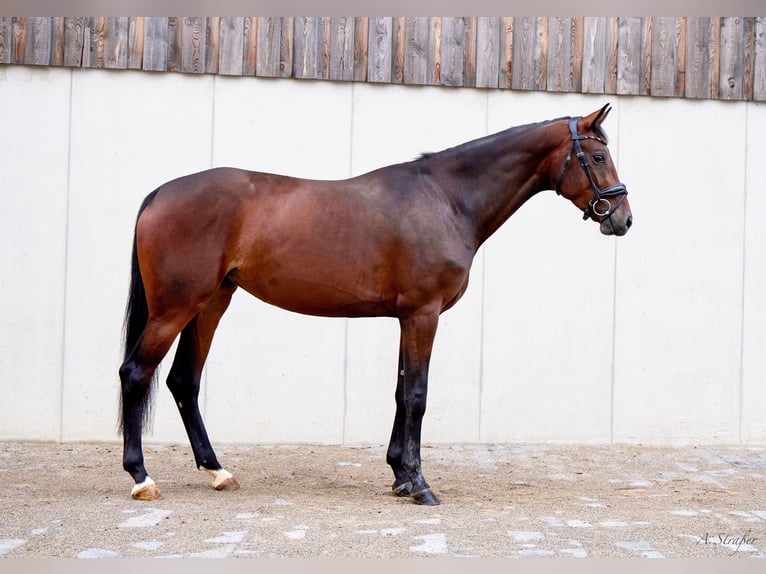 Holsteiner Jument 4 Ans 166 cm Bai brun in St Georgen bei Salzburg