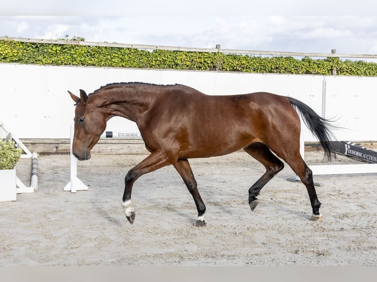 Holsteiner Jument 4 Ans 166 cm Bai in Waddinxveen