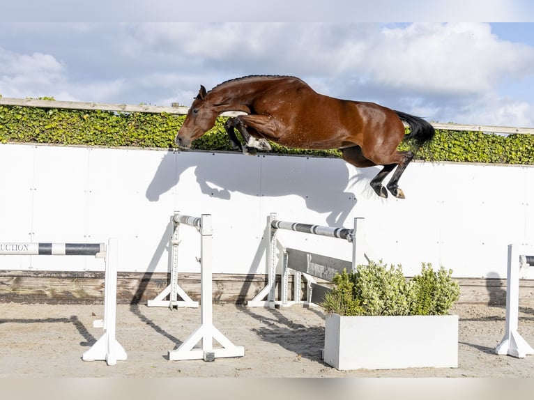 Holsteiner Jument 4 Ans 166 cm Bai in Waddinxveen