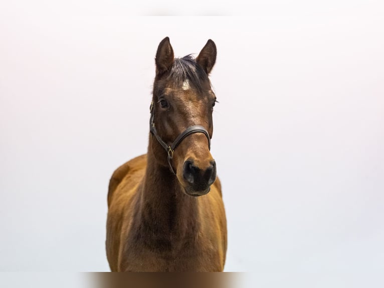 Holsteiner Jument 4 Ans 166 cm Bai in Waddinxveen