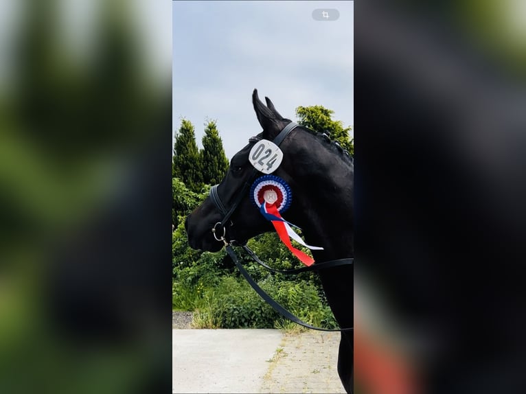 Holsteiner Jument 4 Ans 166 cm Noir in Langenau