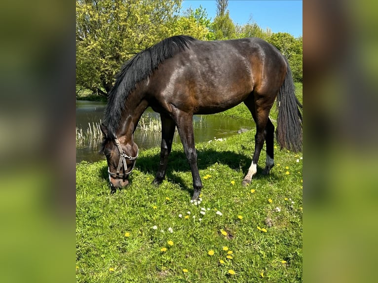 Holsteiner Jument 4 Ans 167 cm Bai in Fehmarn