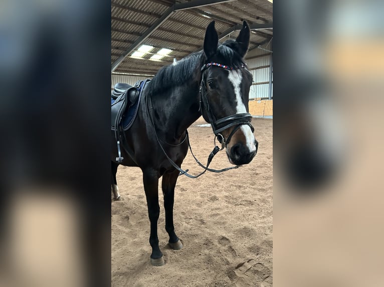 Holsteiner Jument 4 Ans 167 cm Bai in Fehmarn