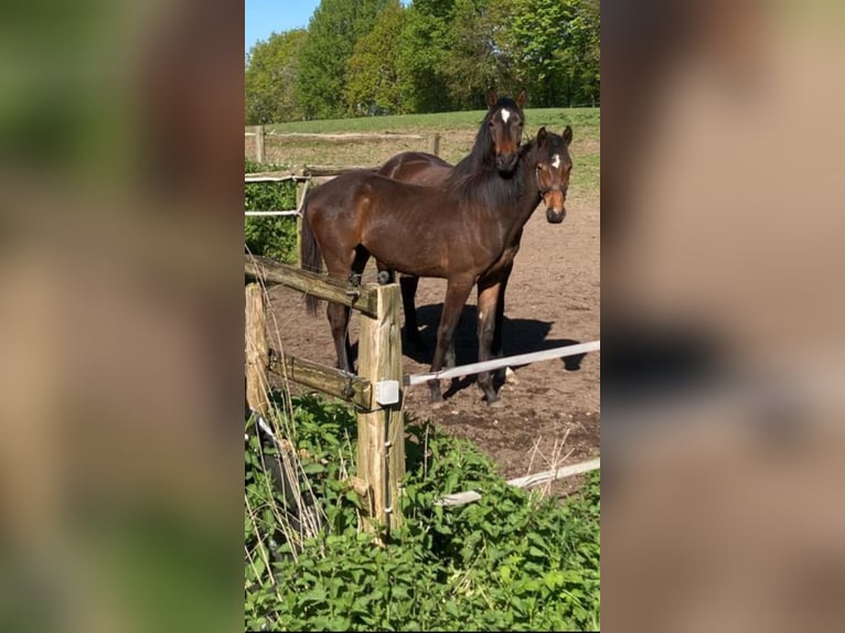 Holsteiner Jument 4 Ans 167 cm Bai in Eckernförde