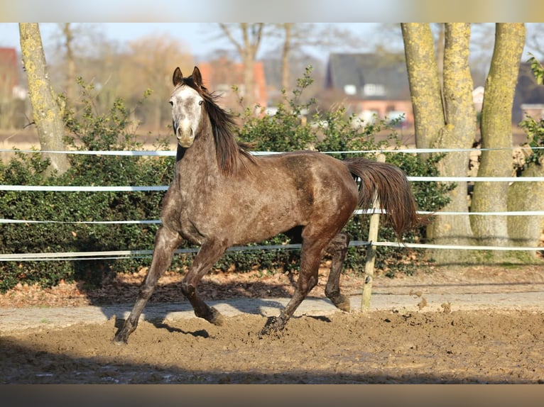 Holsteiner Jument 4 Ans 167 cm Gris in Haren