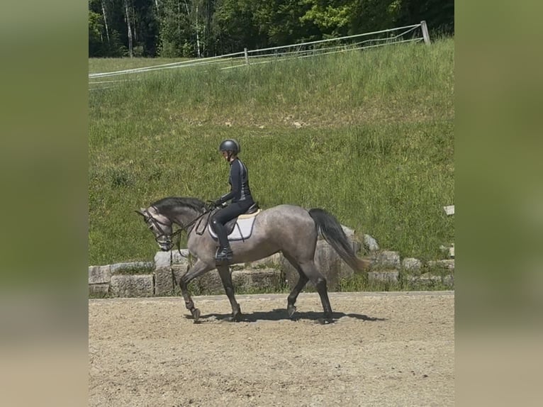 Holsteiner Jument 4 Ans 167 cm Gris in Erhartingrharting