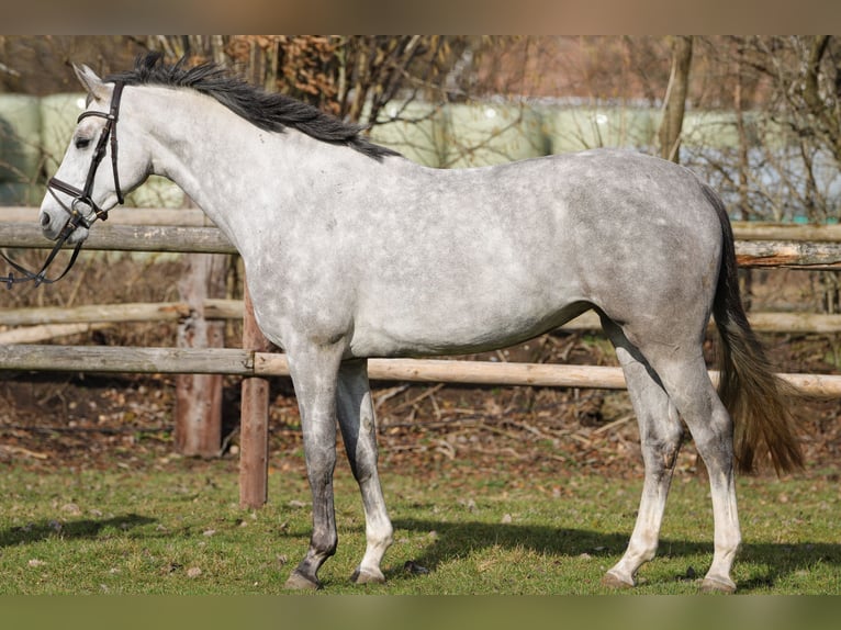Holsteiner Jument 4 Ans 167 cm Gris in Rickling
