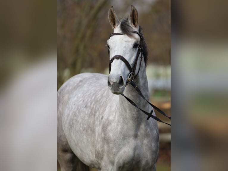 Holsteiner Jument 4 Ans 167 cm Gris in Rickling
