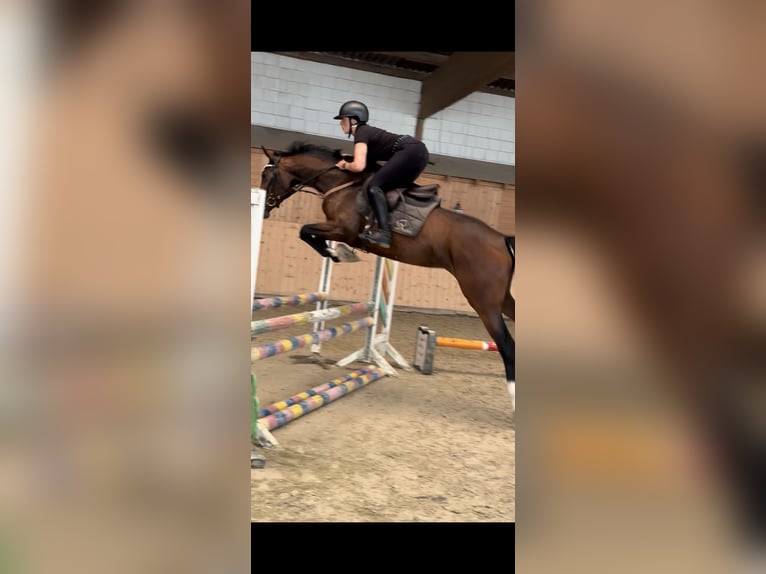 Holsteiner Jument 4 Ans 168 cm Bai brun in Hannoversch M&#xFC;nden