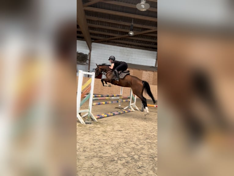 Holsteiner Jument 4 Ans 168 cm Bai brun in Hannoversch M&#xFC;nden