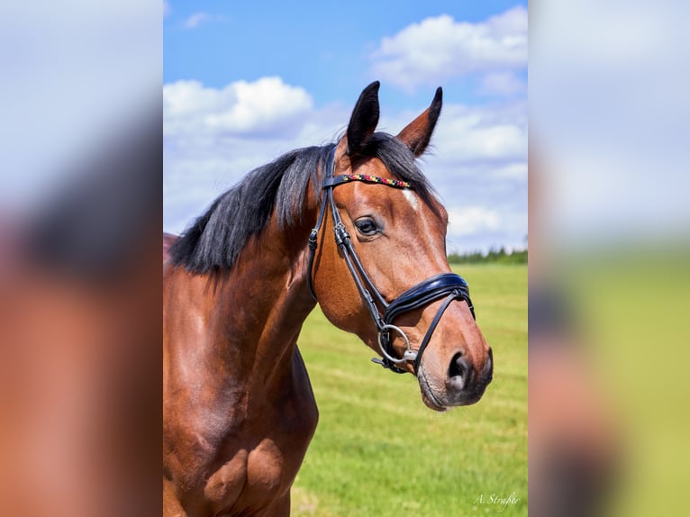 Holsteiner Jument 4 Ans 168 cm Bai in St Georgen bei Salzburg