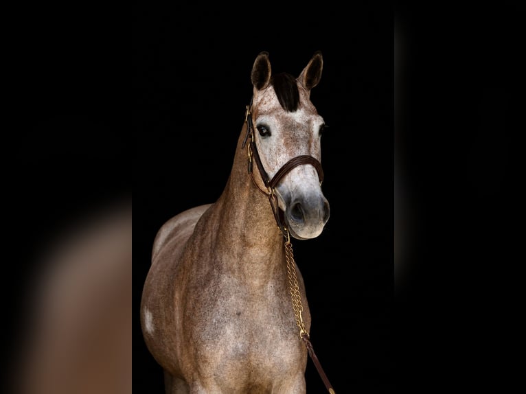 Holsteiner Jument 4 Ans 168 cm  in Erharting