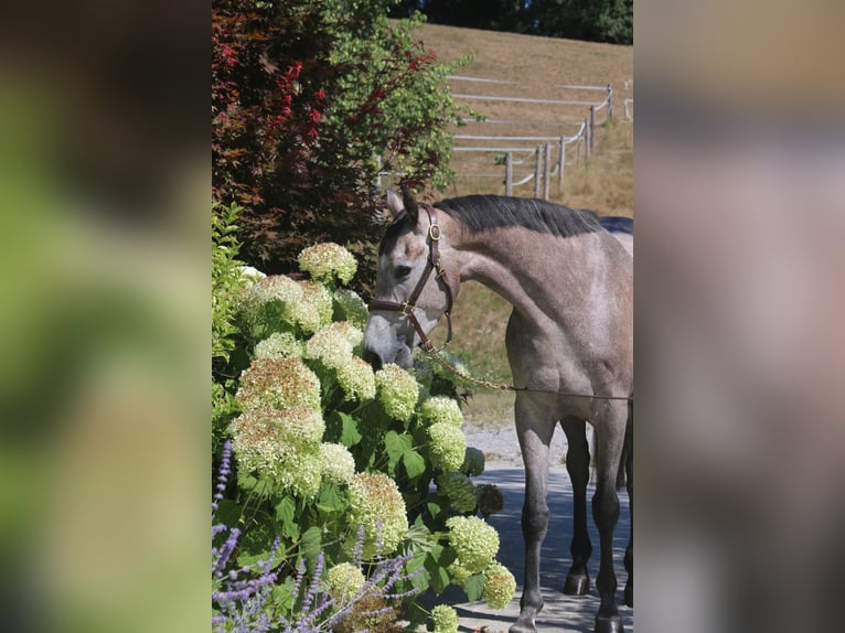 Holsteiner Jument 4 Ans 168 cm  in Erharting