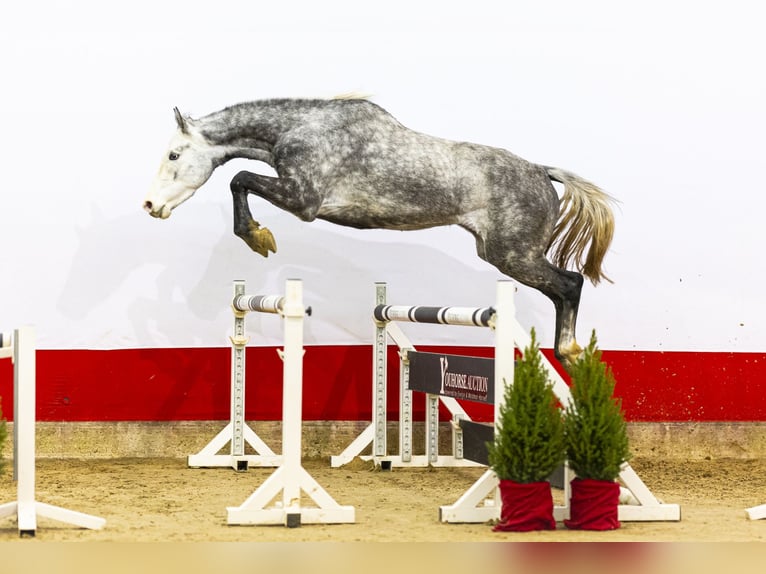 Holsteiner Jument 4 Ans 168 cm Gris pommelé in Waddinxveen