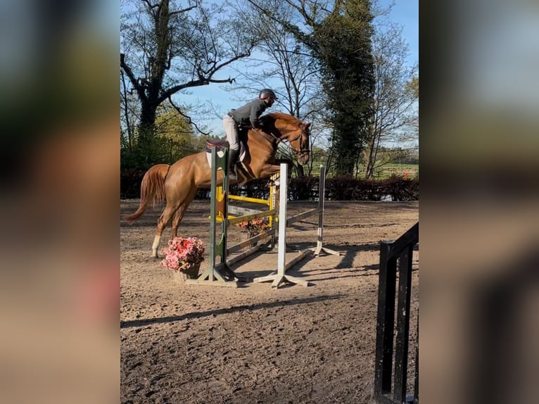 Holsteiner Jument 4 Ans 169 cm Alezan in Trittau