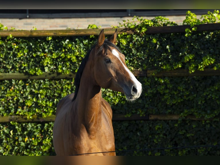 Holsteiner Jument 4 Ans 170 cm Bai in Waddinxveen