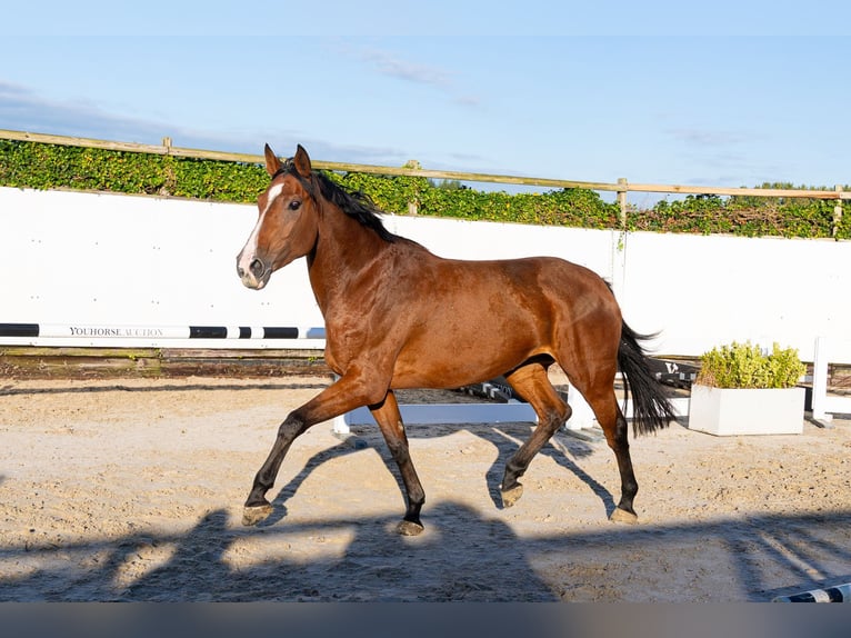 Holsteiner Jument 4 Ans 170 cm Bai in Waddinxveen