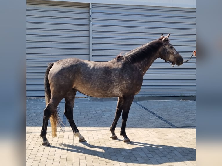 Holsteiner Jument 4 Ans 170 cm Gris pommelé in Biłgoraj