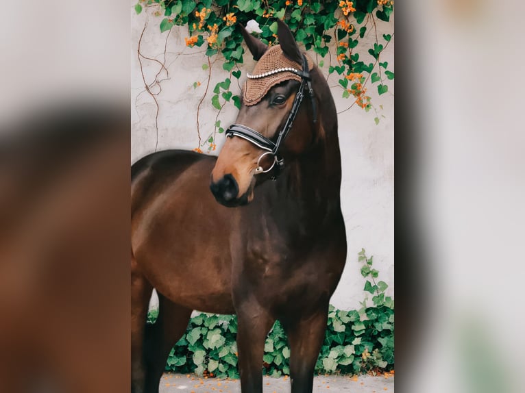 Holsteiner Jument 4 Ans 171 cm Bai brun foncé in Ludwigslust