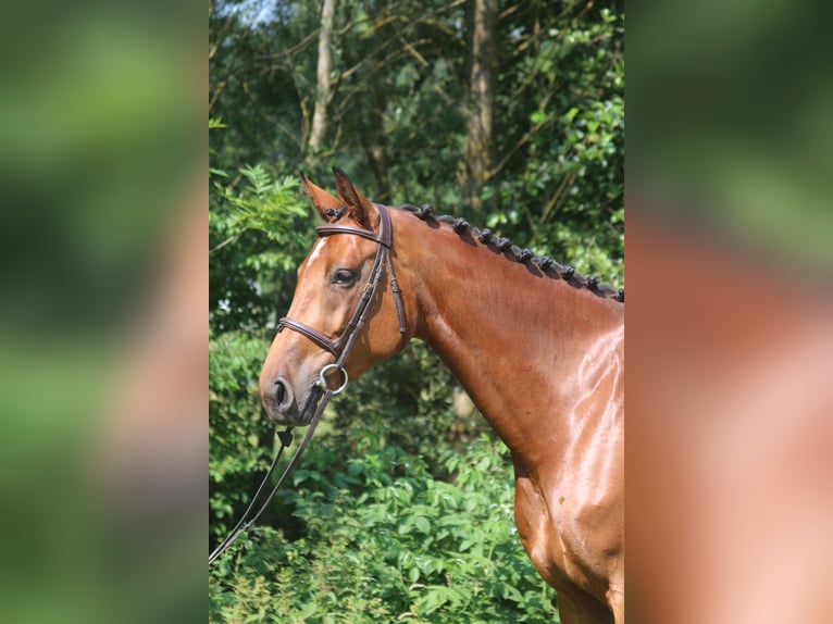 Holsteiner Jument 4 Ans 171 cm Bai in Erharting
