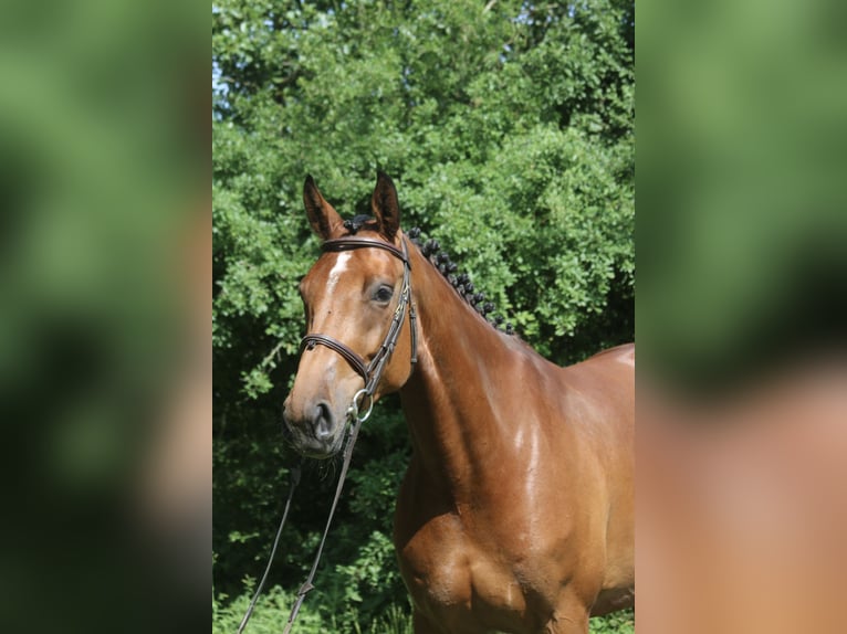 Holsteiner Jument 4 Ans 171 cm Bai in Erharting