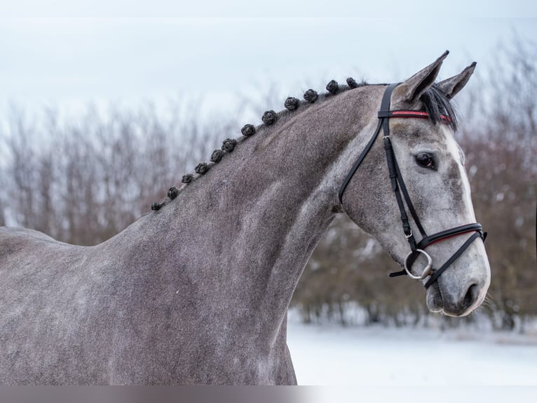 Holsteiner Jument 4 Ans 172 cm Gris in Orosháza