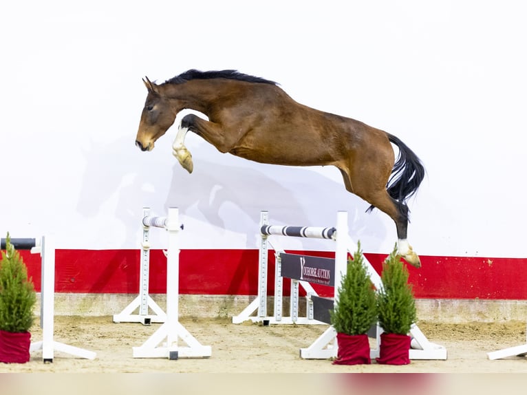 Holsteiner Jument 4 Ans 174 cm Bai in Waddinxveen