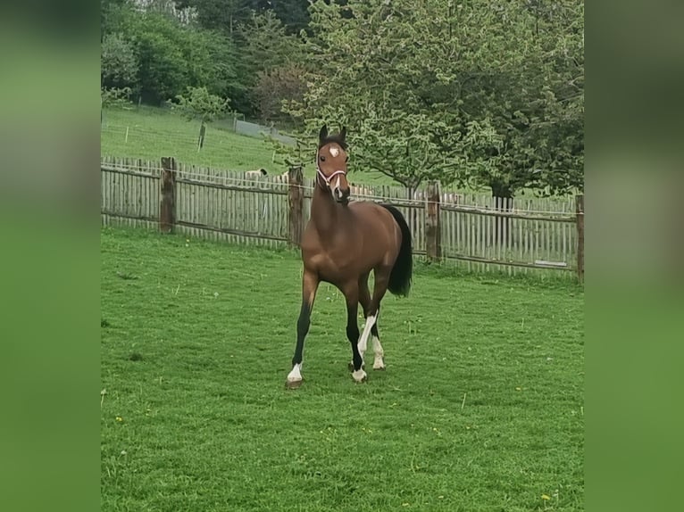 Holsteiner Jument 4 Ans 175 cm Bai in Bodenrode-Westhausen