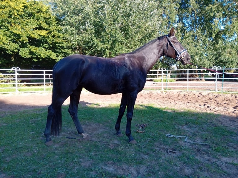 Holsteiner Jument 4 Ans Noir in Ringstedt