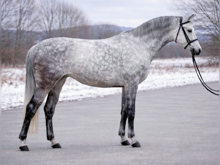 Holsteiner Jument 5 Ans 158 cm Gris in Békéscsaba