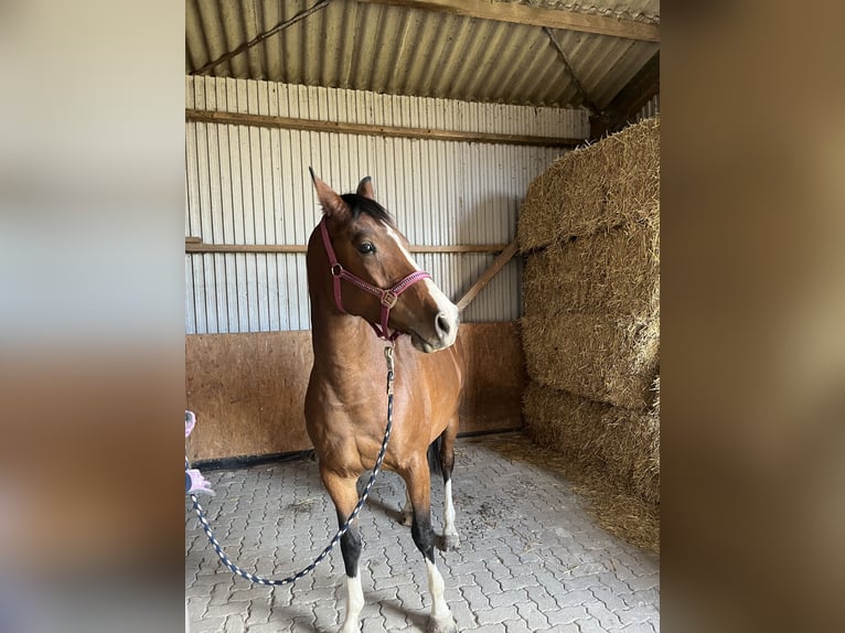Holsteiner Jument 5 Ans 160 cm Bai in Oldsum