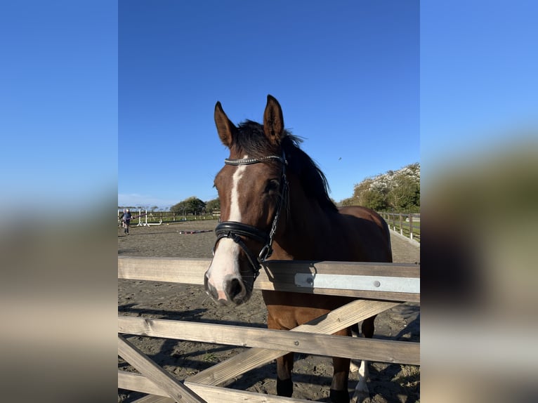 Holsteiner Jument 5 Ans 160 cm Bai in Oldsum